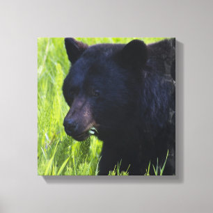 Hungry Black Bear Canvas Print