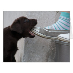 Hungry Brown Labrador Puppy