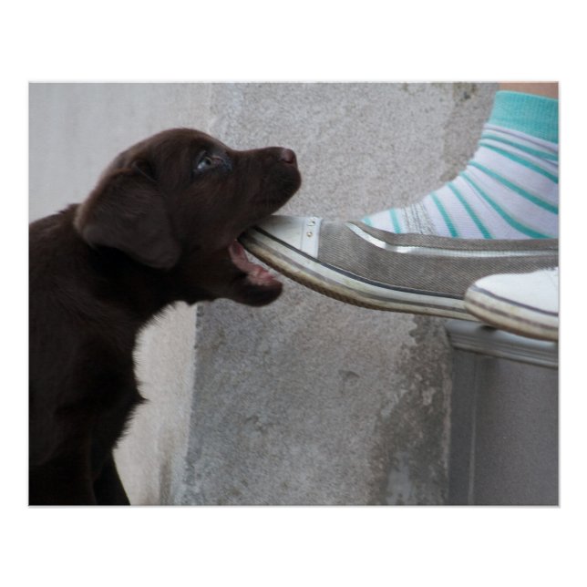 Hungry Brown Labrador Puppy Poster (Front)