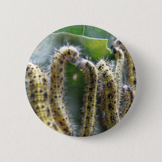 Hungry Cabbage White Caterpillars Button (Front)