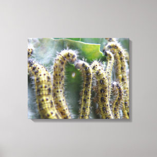 Hungry Cabbage White Caterpillars Canvas Print
