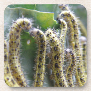 Hungry Cabbage White Caterpillars Cork Coaster
