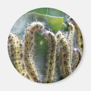 Hungry Cabbage White caterpillars Magnet