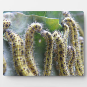 Hungry Cabbage White Caterpillars Plaque