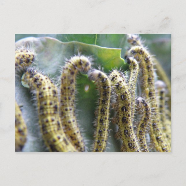 Hungry Cabbage White Caterpillars Postcard (Front)