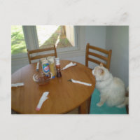 Hungry Cat
