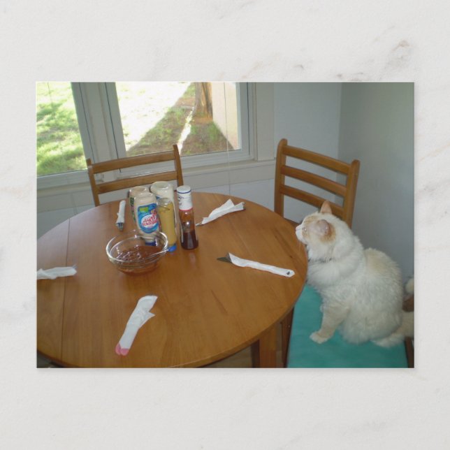 Hungry Cat Postcard (Front)