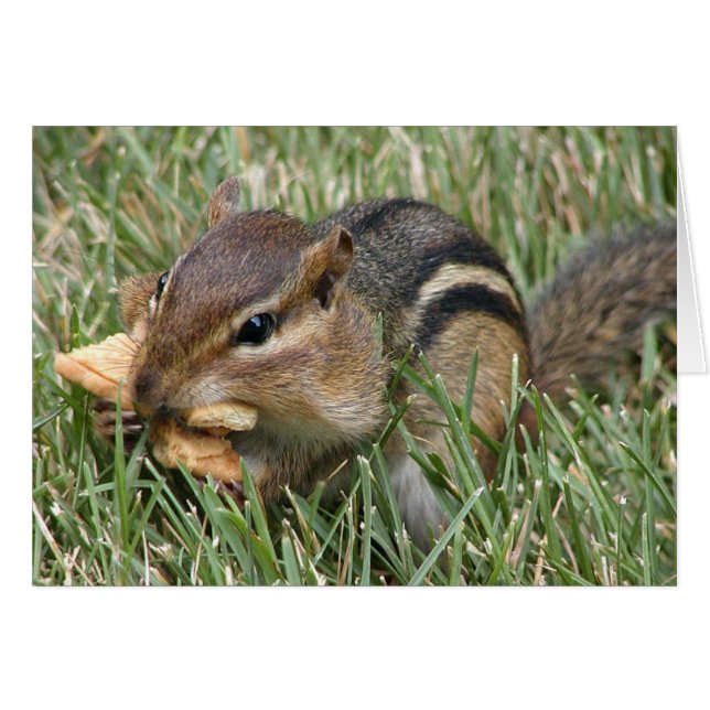 Hungry Chipmunk (Front Horizontal)