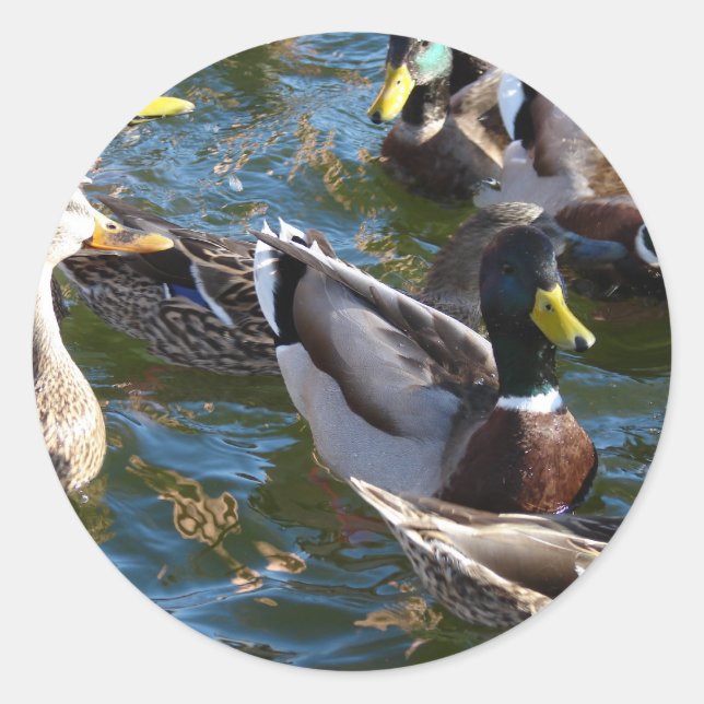 Hungry Ducks Classic Round Sticker (Front)