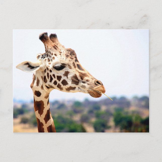 HUNGRY GIRAFFE POSTCARD (Front)