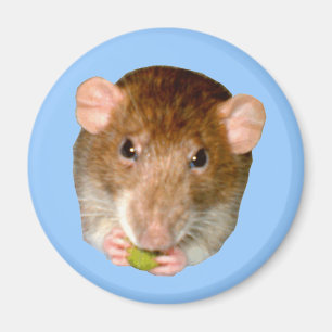 Hungry Rat Magnet