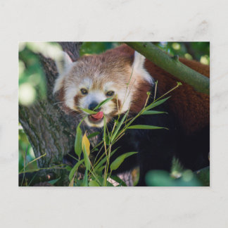 hungry Red panda Postcard