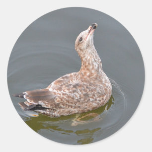 Hungry Sea Gull Sticker