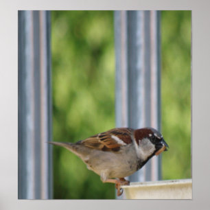 Hungry Sparrow Print