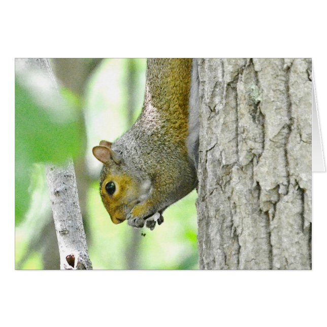 Hungry Squirrel (Front Horizontal)