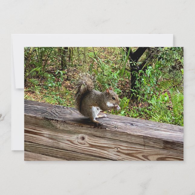 Hungry Squirrel  Card (Front)