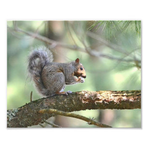 Hungry Squirrel Photo Print