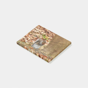 Hungry Squirrel Post-it Notes