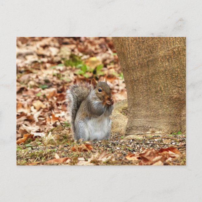 Hungry Squirrel Postcard (Front)