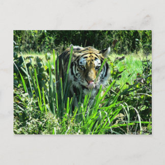 Hungry Tiger Postcard
