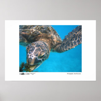 Hungry Turtle - Photo of the Year Category Winner Poster