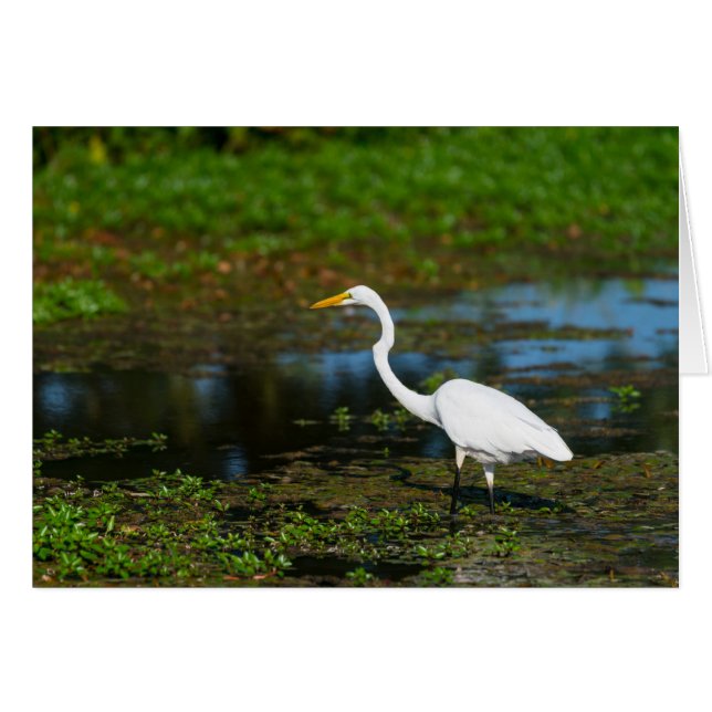 Hunting Egret (Front Horizontal)