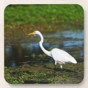 Hunting Egret Coaster