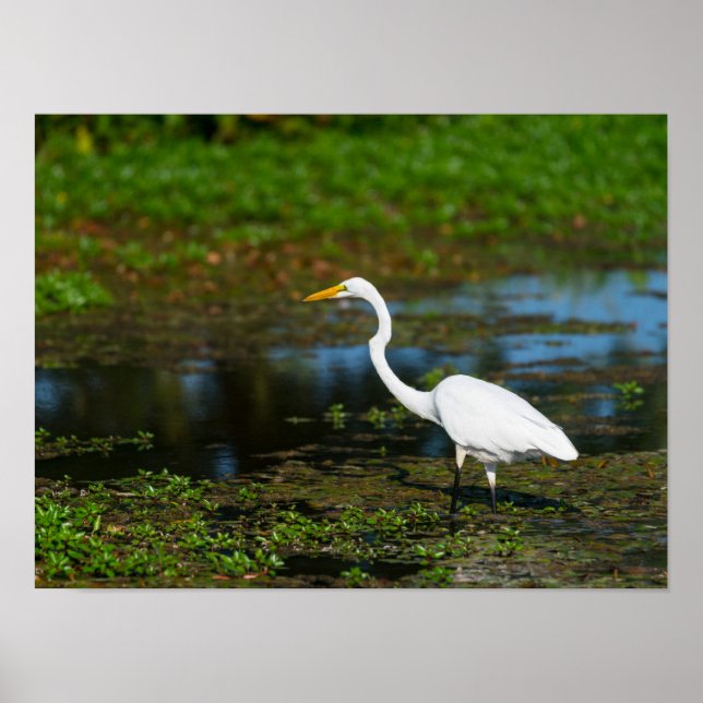 Hunting Egret Poster (Front)