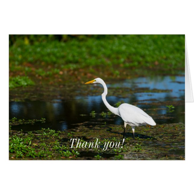 Hunting Egret Thank You Card (Front Horizontal)