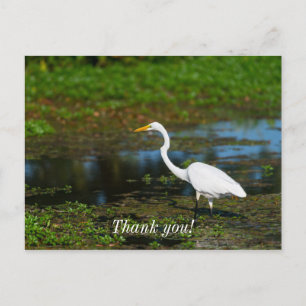 Hunting Egret Thank You Postcard