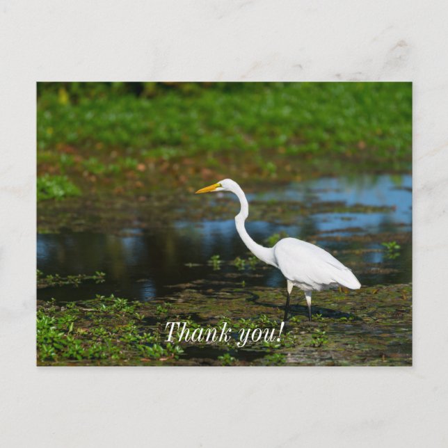 Hunting Egret Thank You Postcard (Front)