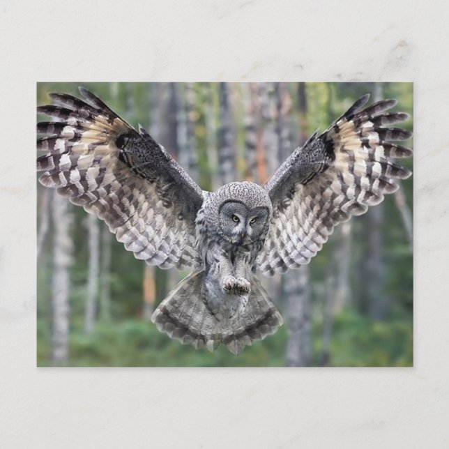 Hunting Great grey owl Postcard (Front)