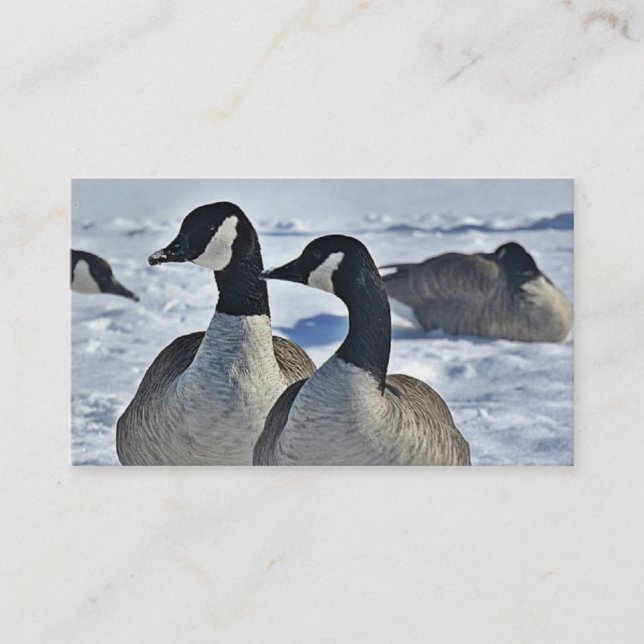 Hunting Guide Canada Geese Winter Outdoors Business Card (Front)