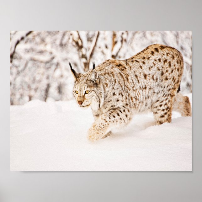 Hunting lynx cat in snow poster (Front)