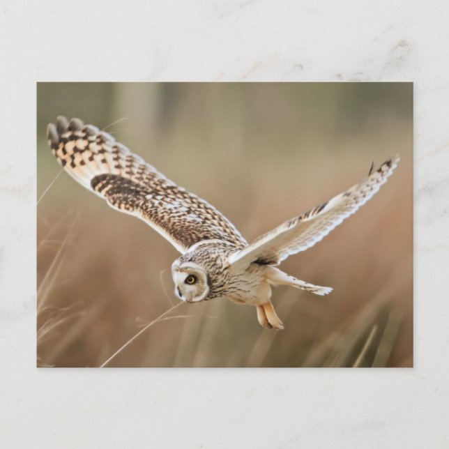 Hunting Owl Postcard (Front)