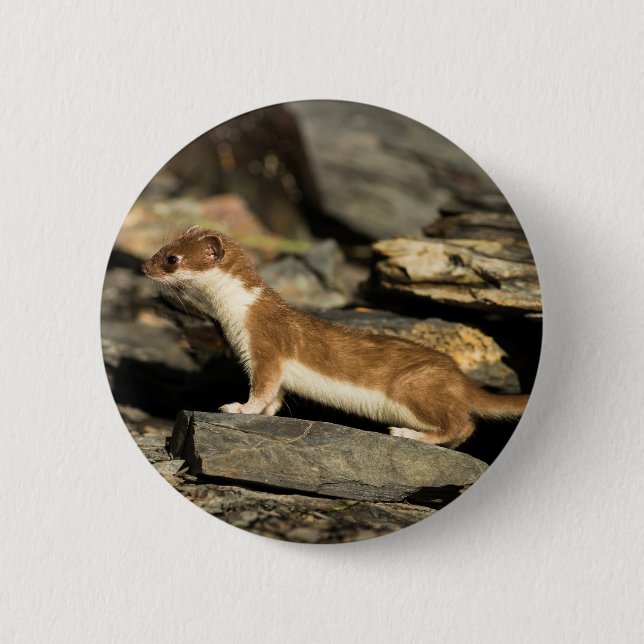 Hunting Weasel 6 Cm Round Badge (Front)