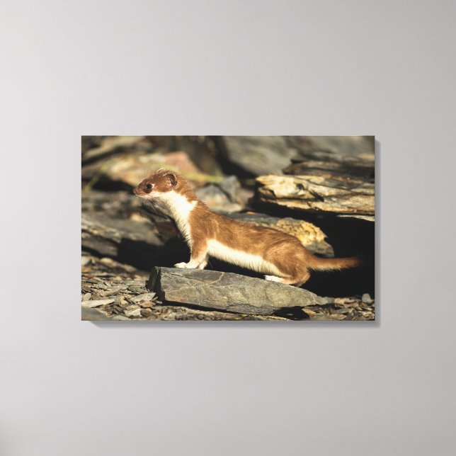 Hunting Weasel Canvas Print (Front)