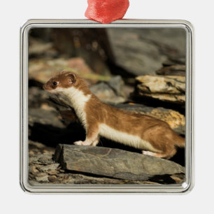 Hunting Weasel Metal Tree Decoration