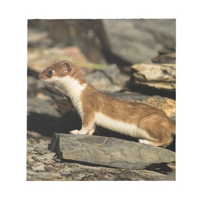 Hunting Weasel Notepad (Front)