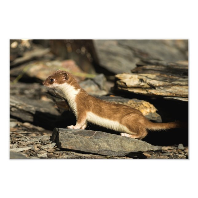 Hunting Weasel Photo Print (Front)