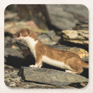 Hunting Weasel Square Paper Coaster