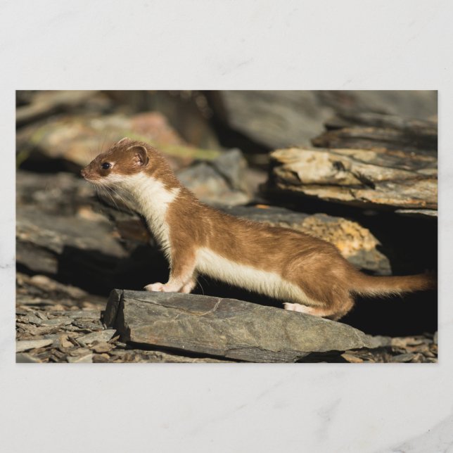 Hunting Weasel Stationery (Front)