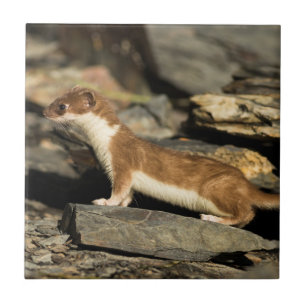 Hunting Weasel Tile