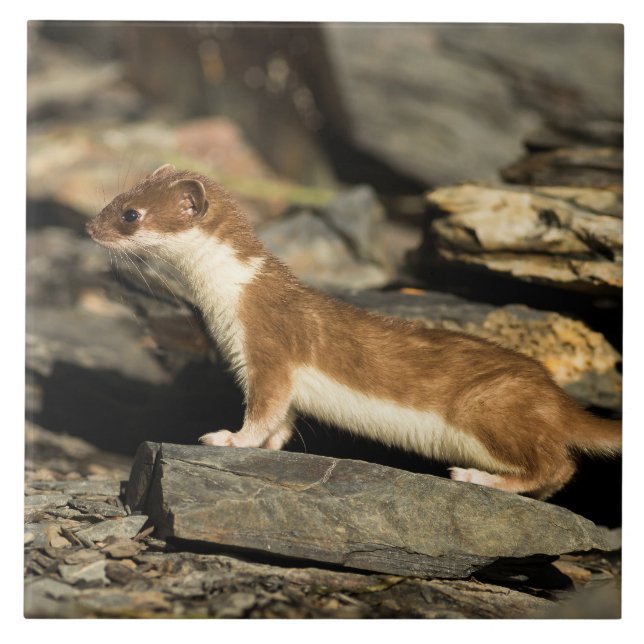 Hunting Weasel Tile (Front)