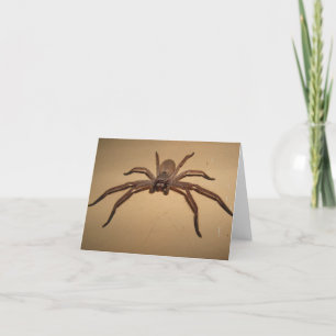 Huntsman Spider Card