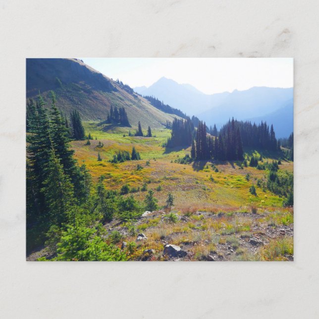 Hurricane Ridge Trail Postcard (Front)
