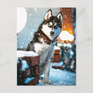 Huskey Pet Dog Photograph Postcard