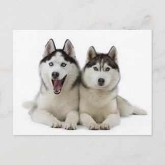 Huskies Postcard
