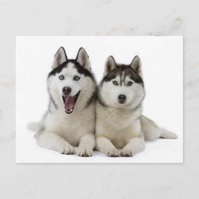 Huskies Postcard (Front)