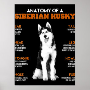 Husky   Anatomy Of Siberian Husky Dogs Poster